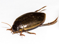 Colymbetes fuscus